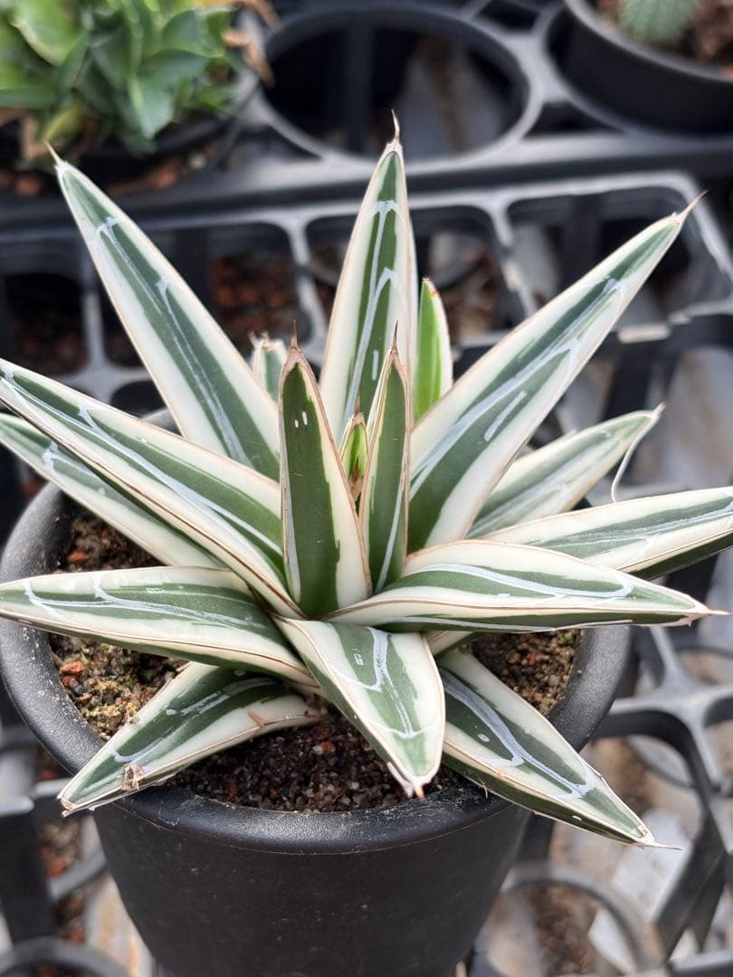アガベ　氷山　鉢ごと　子株付き