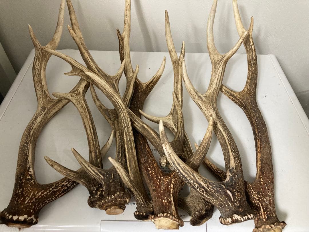 メルカリのルールによる表示　エゾシカ　鹿角　ホーン　蝦夷鹿角　三叉四尖