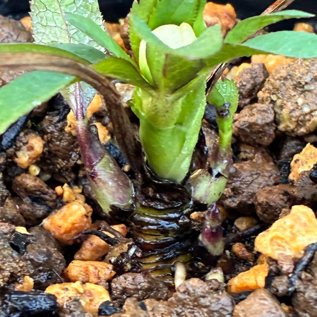 ヒ*イ様 ☘️蕾付き☘️3317⭐️小輪⭐️ペールピンクぼかし⭐️クリア美人⭐️