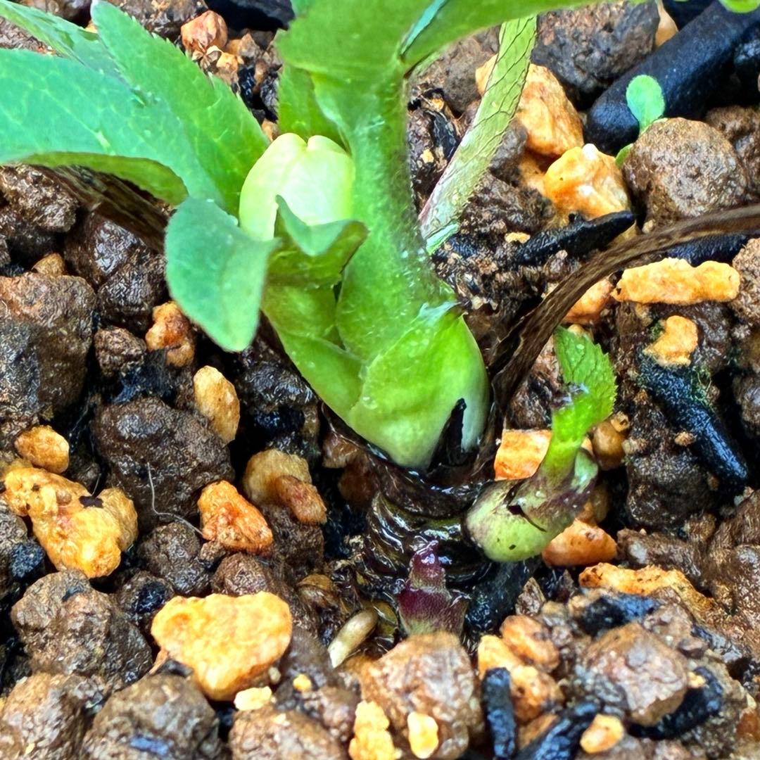 ヒ*イ様 ☘️蕾付き☘️3317⭐️小輪⭐️ペールピンクぼかし⭐️クリア美人⭐️