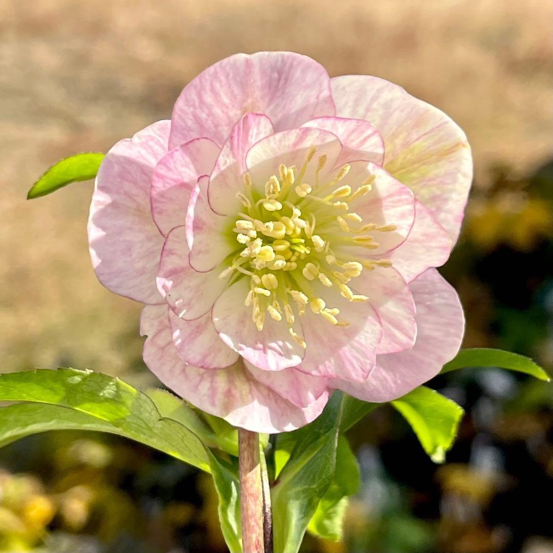 ヒ*イ様 ☘️蕾付き☘️3317⭐️小輪⭐️ペールピンクぼかし⭐️クリア美人⭐️