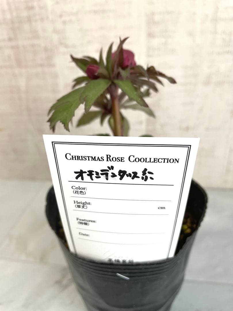 専用です。オキシ系　小輪ピンクゴールド&広瀬ピンクゴールド　２点