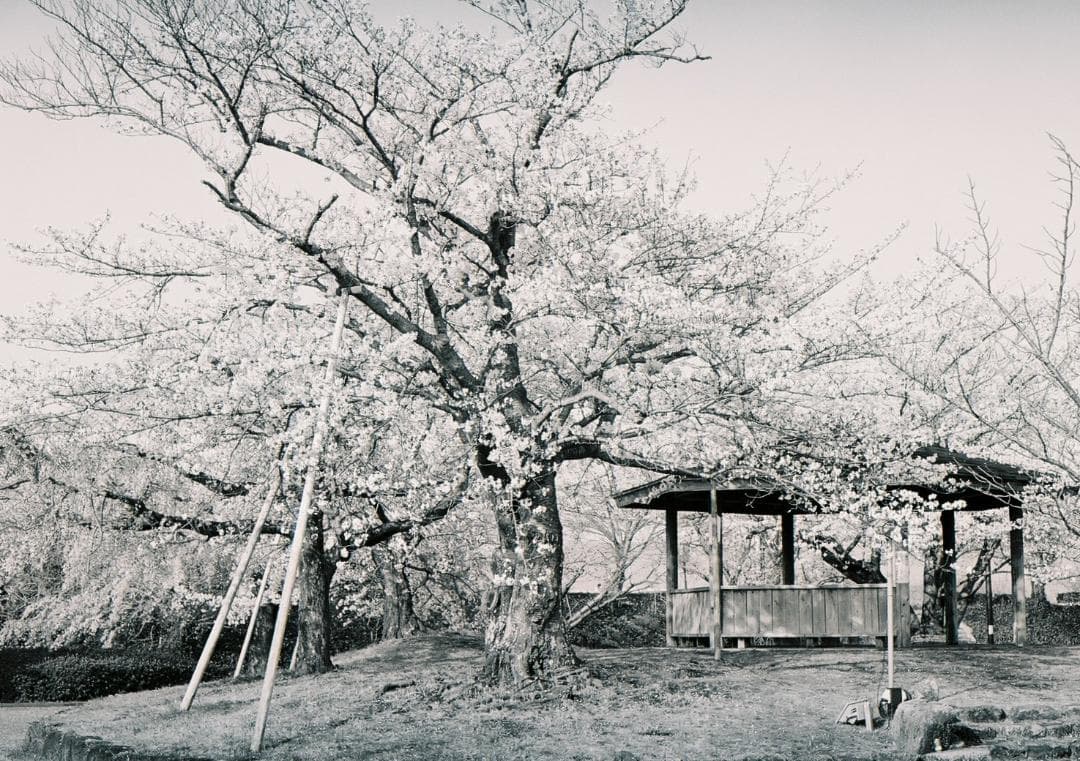 美品動作個体 KONICA FP HEXANON 52mm f1.8標準レンズ付