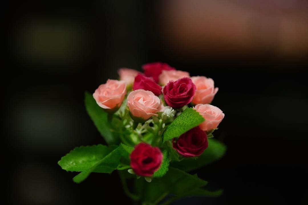 Nikonマクロ　AF Micro Nikkor 105mm F2.8美品　作例