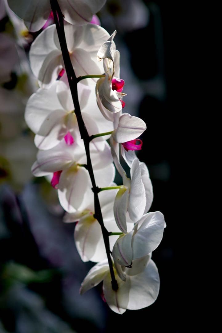 Nikonマクロ　AF Micro Nikkor 105mm F2.8美品　作例