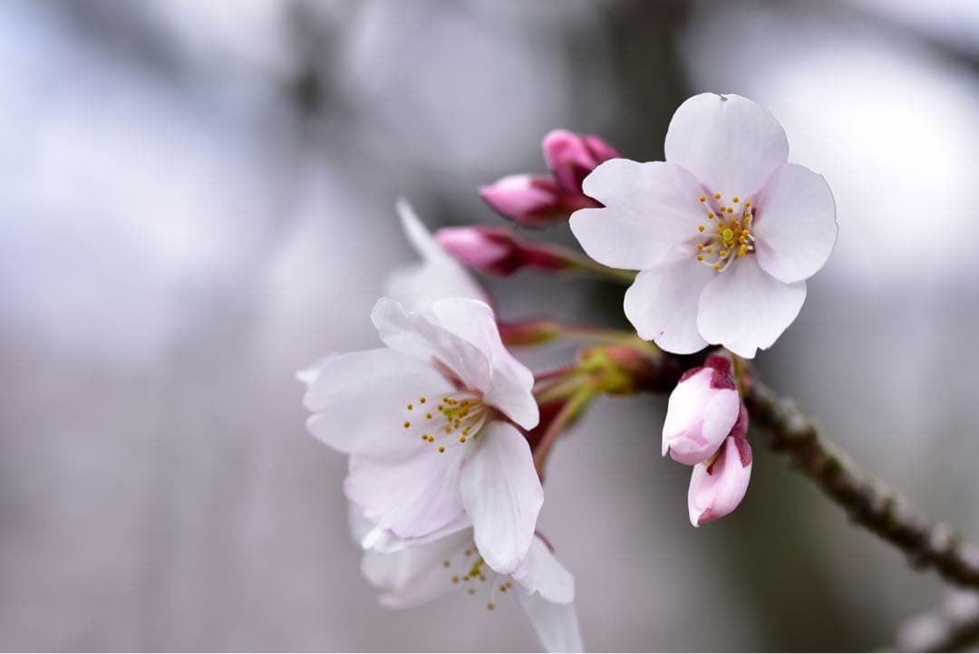 Nikonマクロ　AF Micro Nikkor 105mm F2.8美品　作例