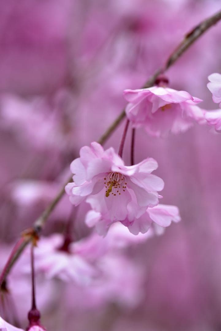 Nikonマクロ　AF Micro Nikkor 105mm F2.8美品　作例