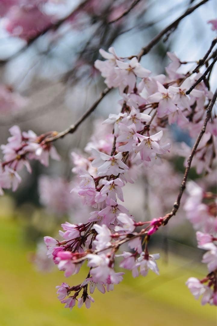 Nikonマクロ　AF Micro Nikkor 105mm F2.8美品　作例