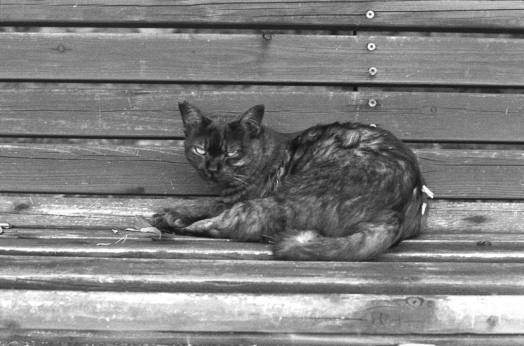 完動品作例有 PENTAX SP 黒/SMC Takumar 55mm f1.8