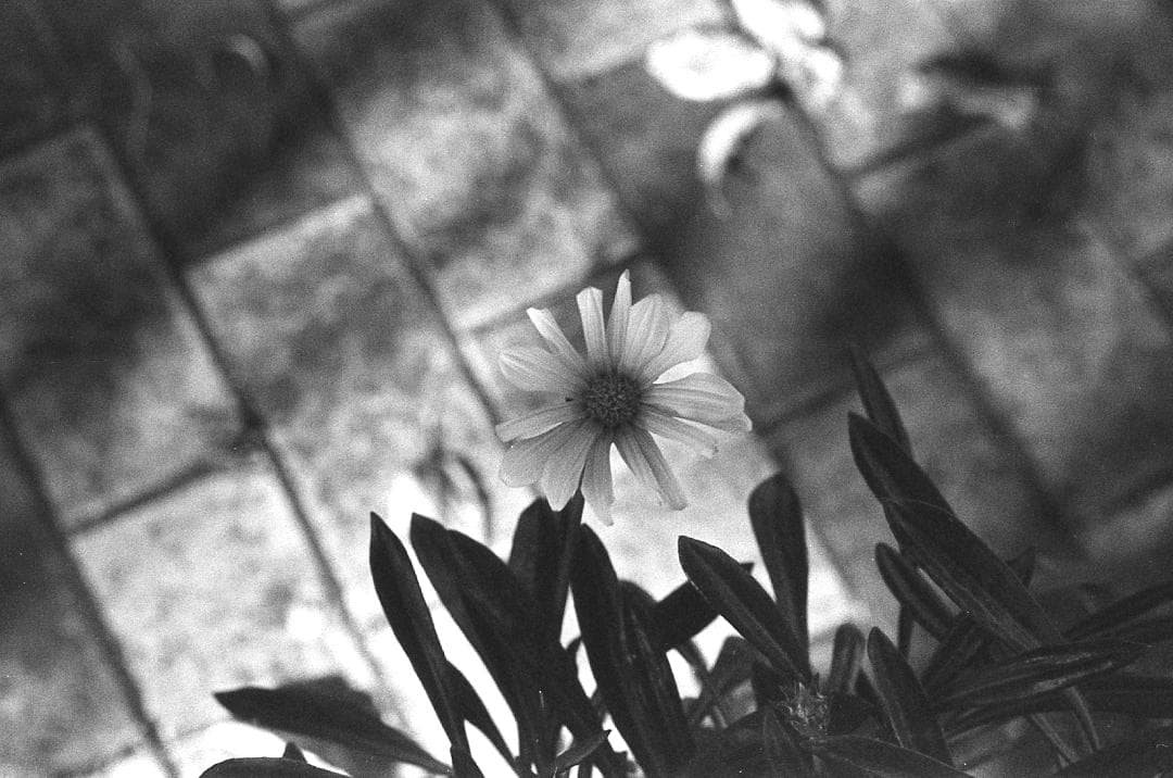 完動品作例有 PENTAX SP 黒/SMC Takumar 55mm f1.8