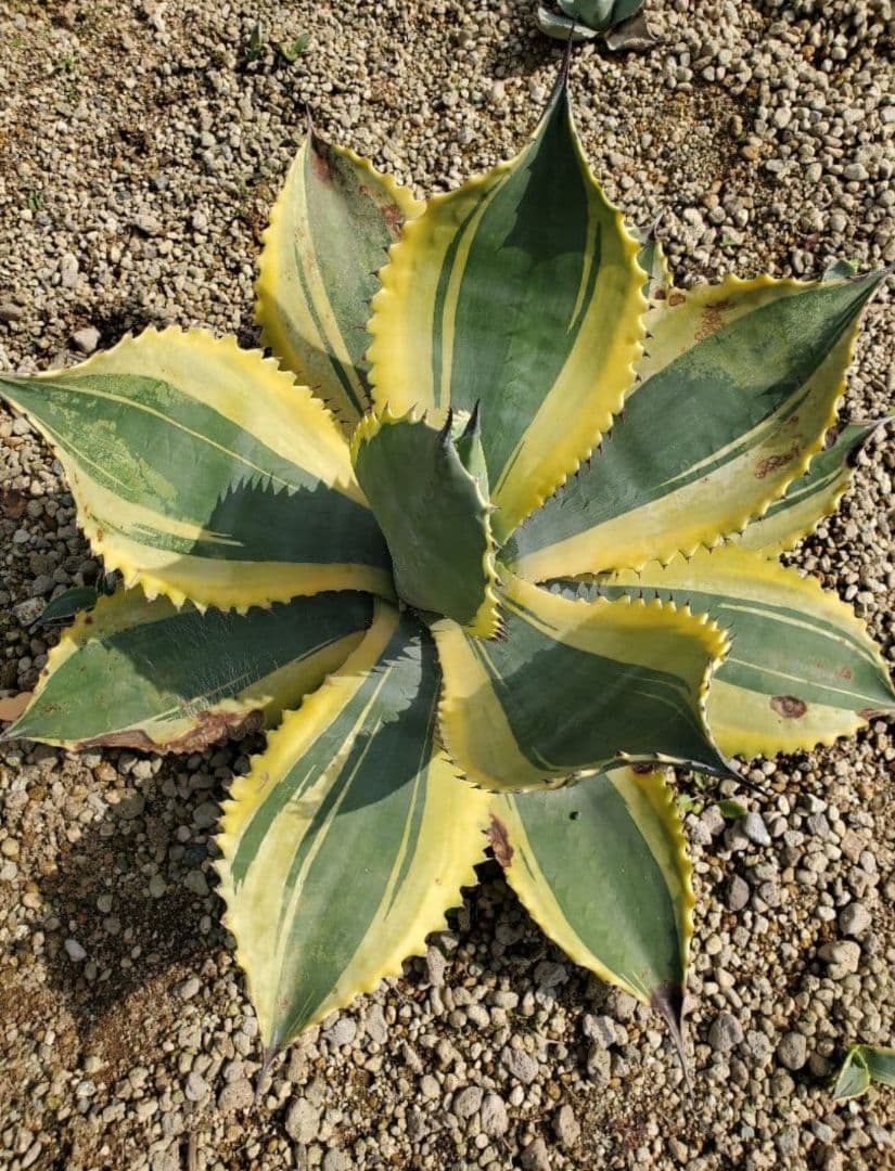 アガベ　リップルエフェクト　ワイド葉　良血統　子株