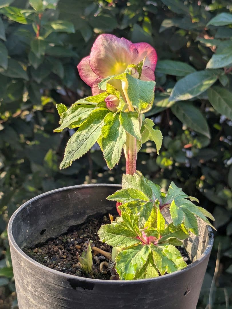 【美株】​広瀬園芸 クリスマスローズ オーレア系レッドグラデーション DD