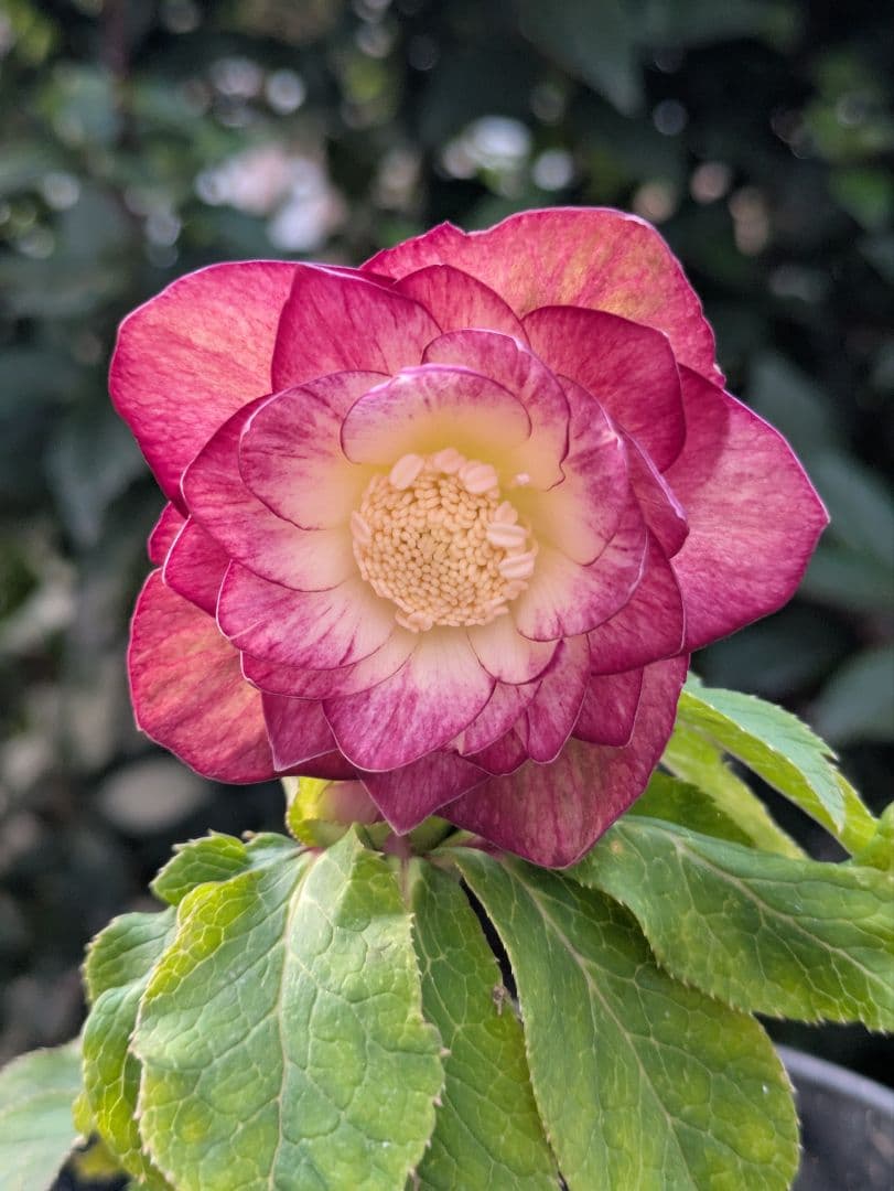 【美株】​広瀬園芸 クリスマスローズ オーレア系レッドグラデーション DD