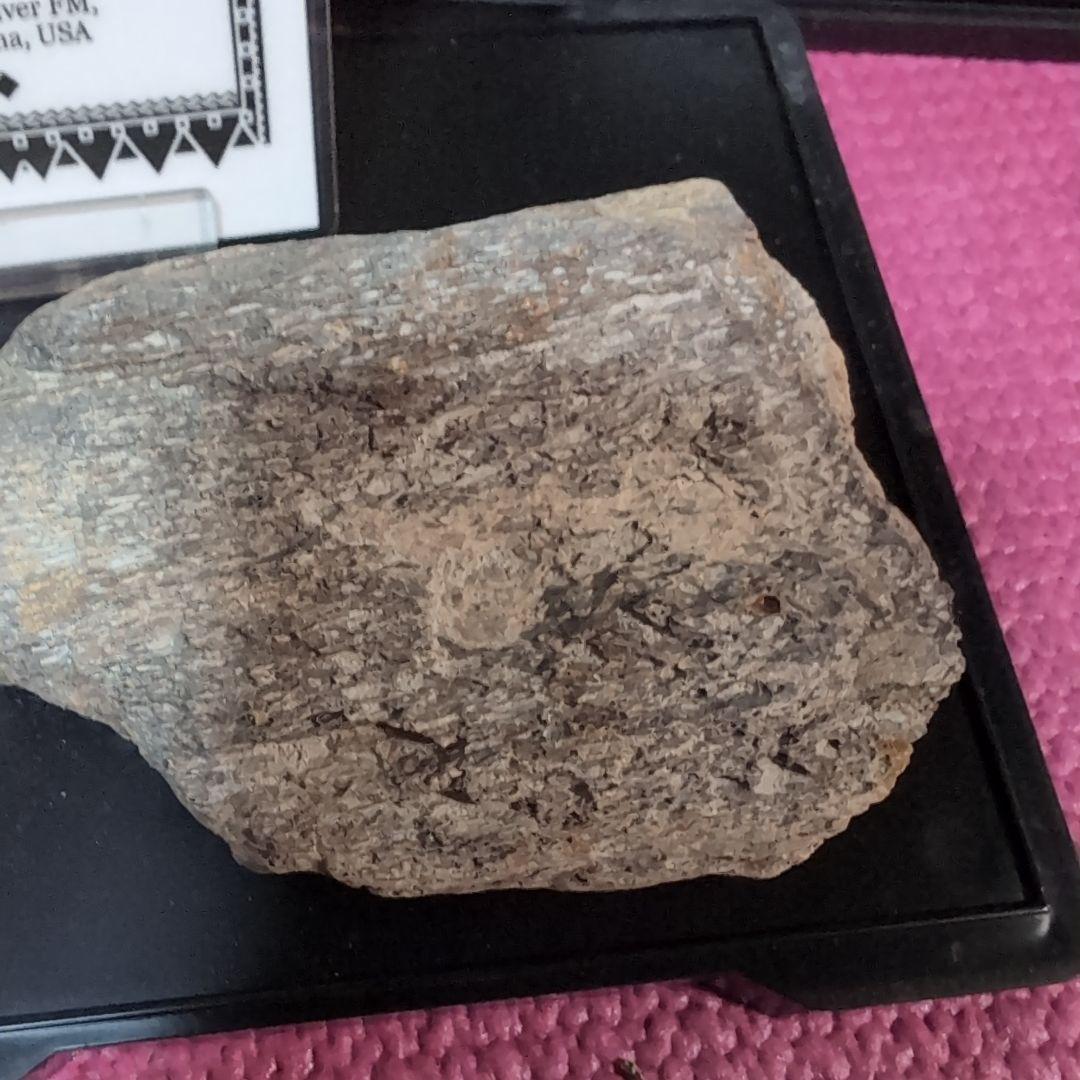 本物　ランベオサウルス　頬骨化石　186グラム　ラベル付き