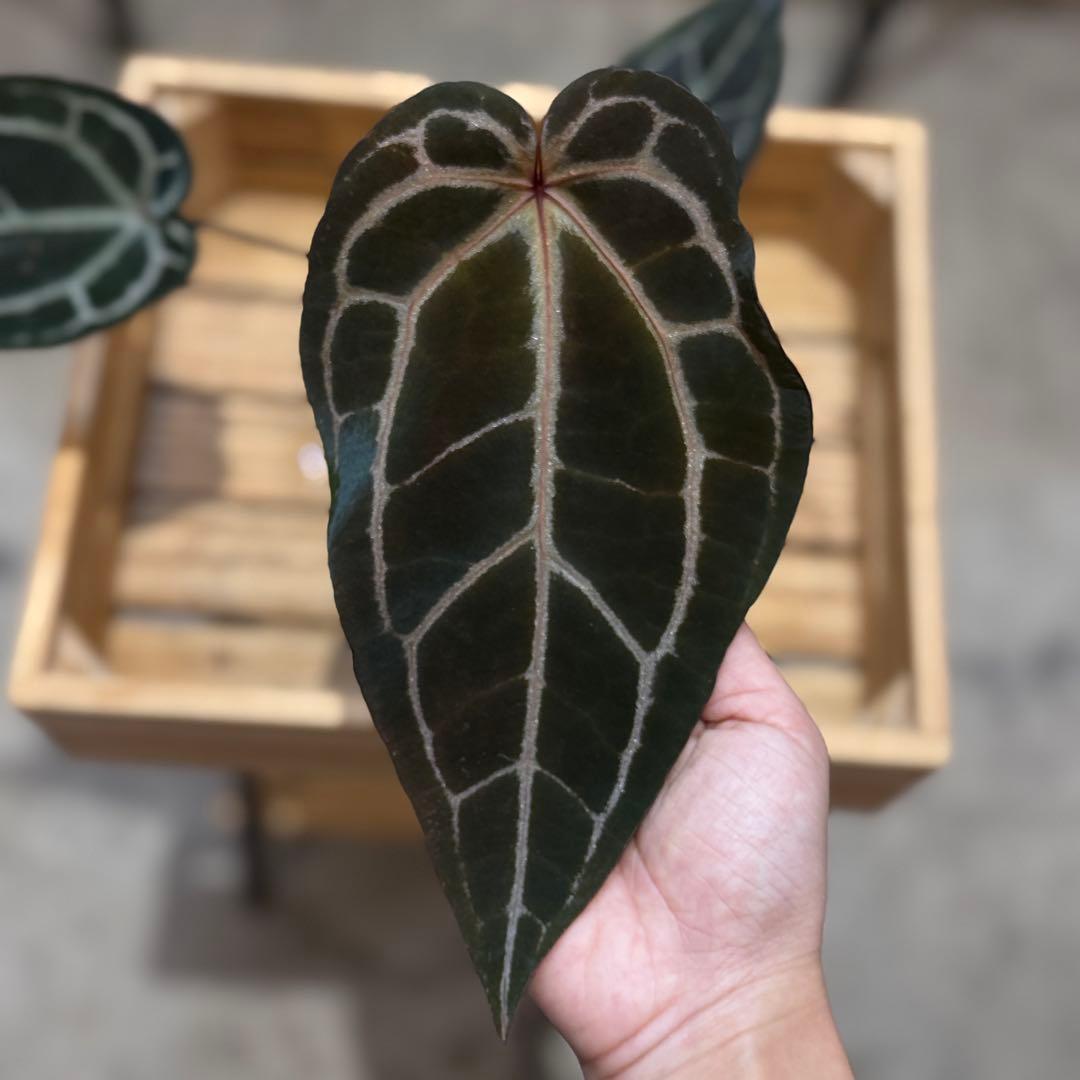 マ*ン様 53 アンスリウム　’パープルクリスタリナム‘ 色濃いめ