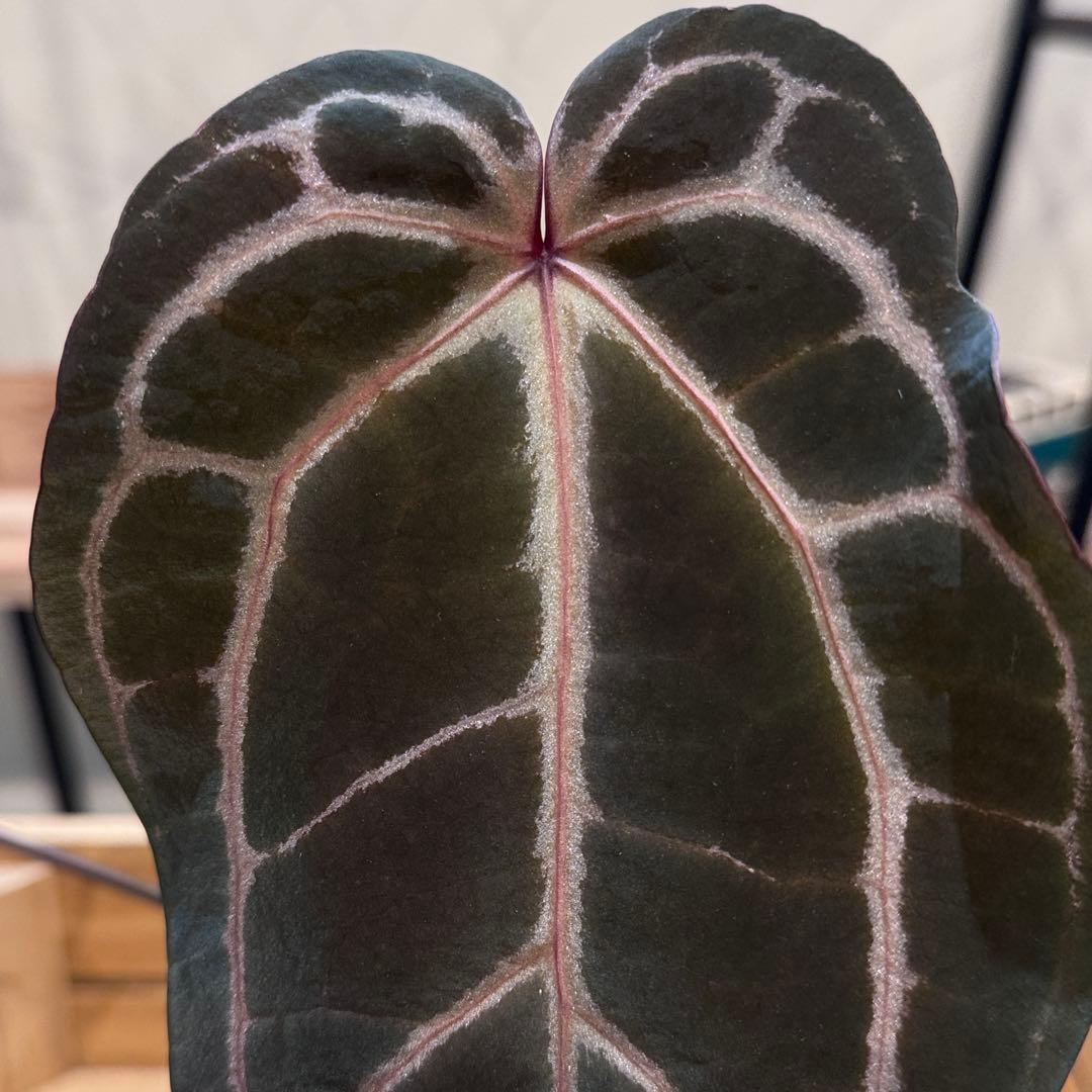 マ*ン様 53 アンスリウム　’パープルクリスタリナム‘ 色濃いめ