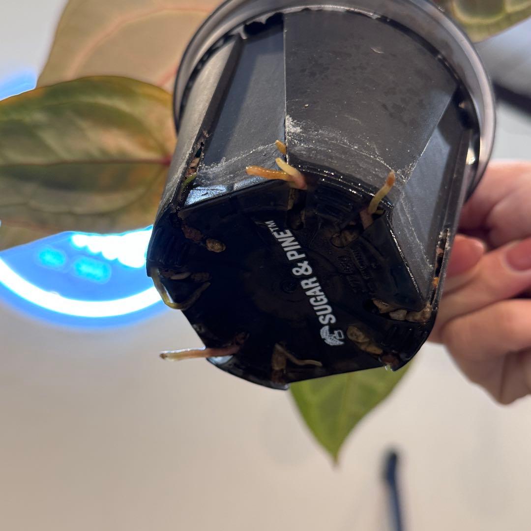 マ*ン様 53 アンスリウム　’パープルクリスタリナム‘ 色濃いめ