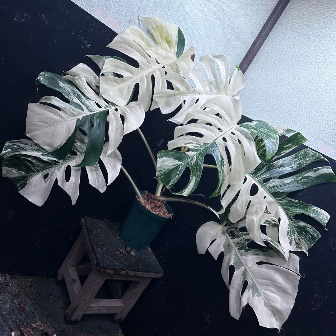 ま*ー様 斑入りモンステラ ホワイトタイガー極美大株73cm白斑多