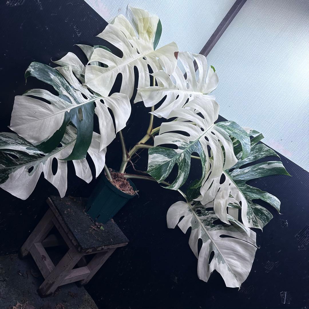 ま*ー様 斑入りモンステラ ホワイトタイガー極美大株73cm白斑多