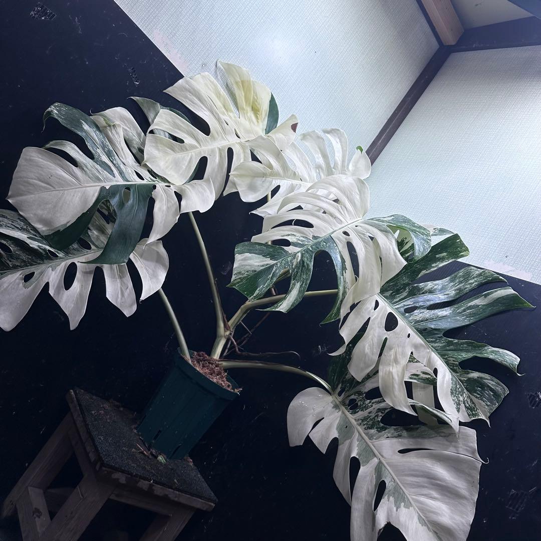 ま*ー様 斑入りモンステラ ホワイトタイガー極美大株73cm白斑多
