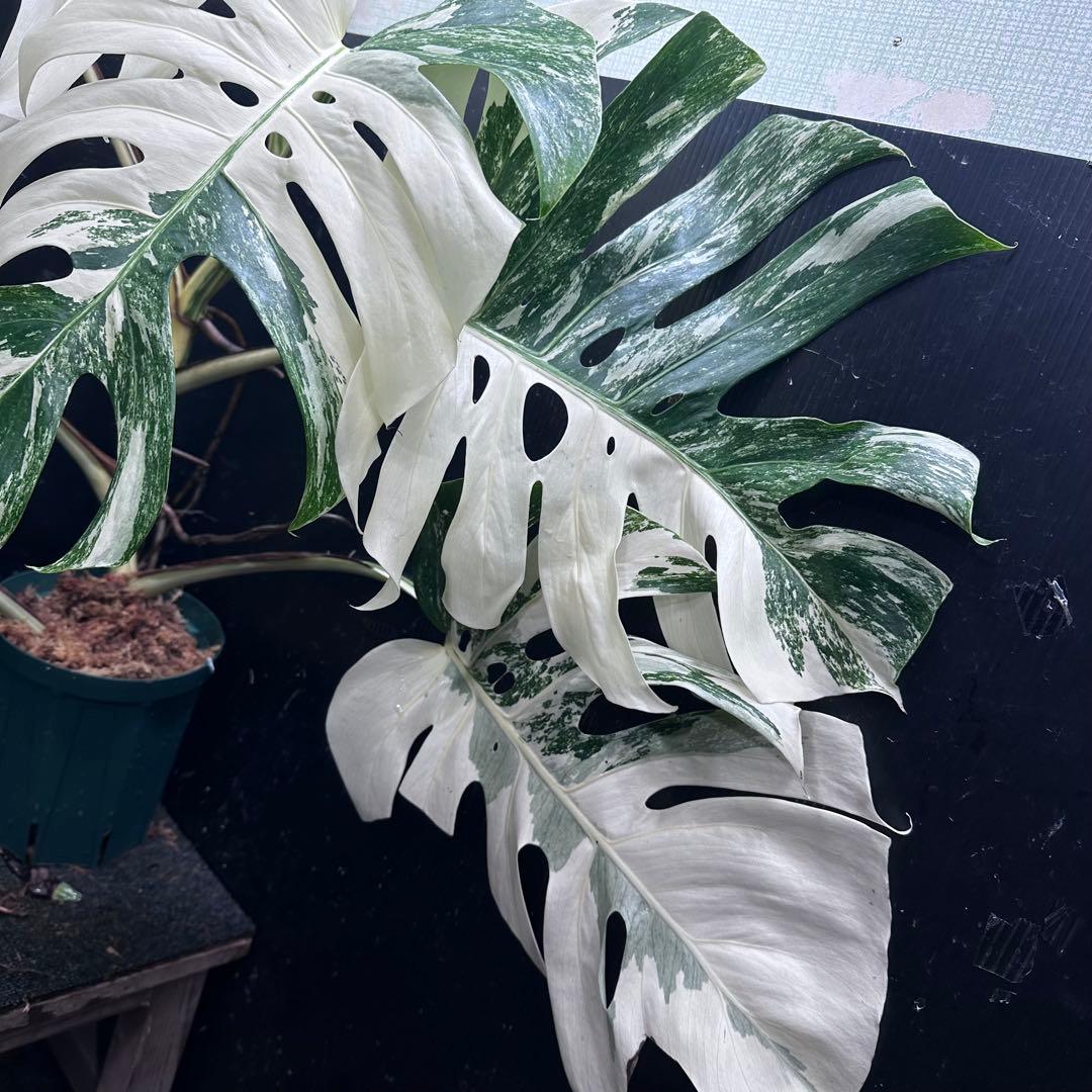 ま*ー様 斑入りモンステラ ホワイトタイガー極美大株73cm白斑多