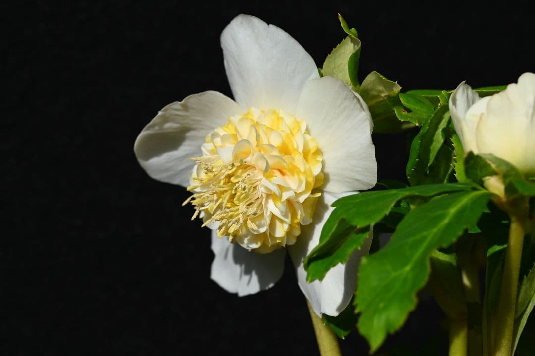 クリスマスローズ　認定ゴールドモーリー　加藤農園