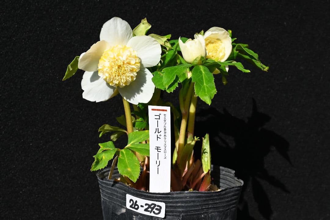 クリスマスローズ　認定ゴールドモーリー　加藤農園