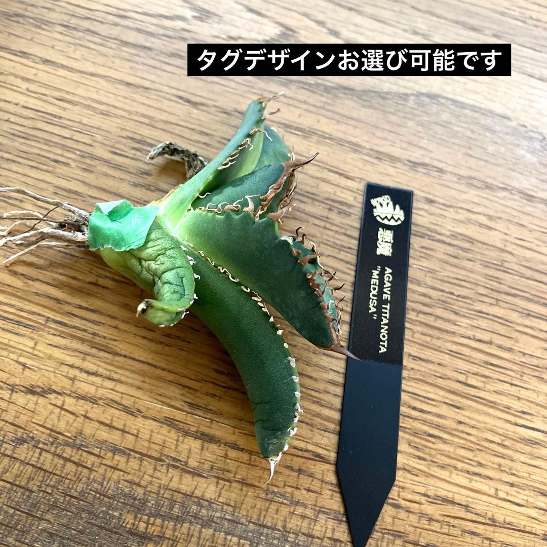 N*u様 【オークション】匿名配送　特大　アガべ　悪魔　TC 上澳園芸　悪魔くん