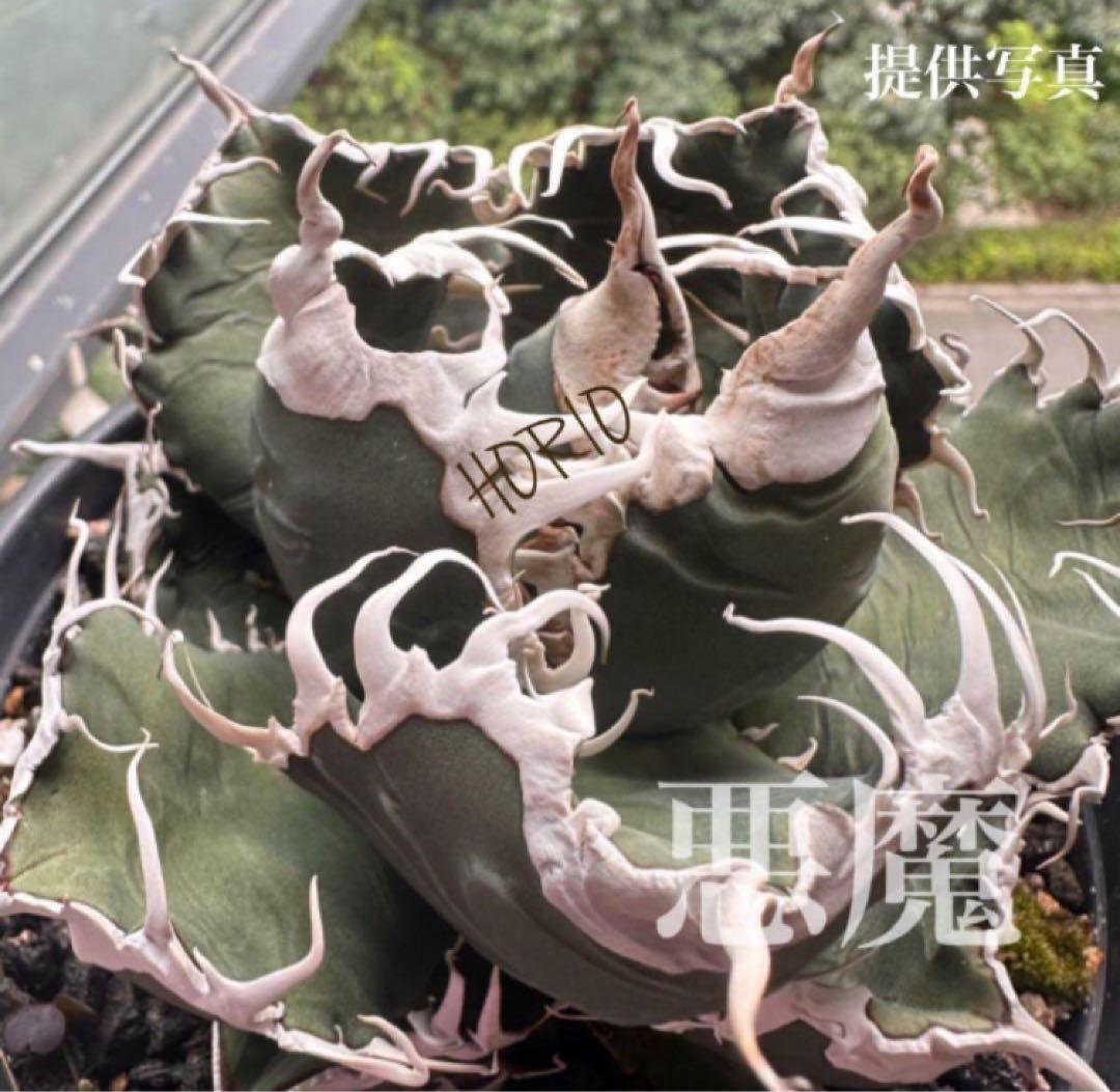 N*u様 【オークション】匿名配送　特大　アガべ　悪魔　TC 上澳園芸　悪魔くん