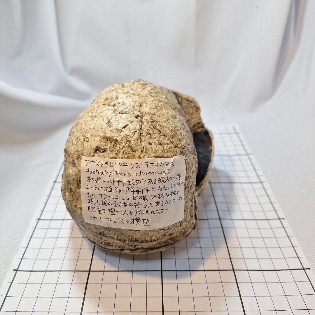 アウストラロピテクス·アフリカヌス実物大模型