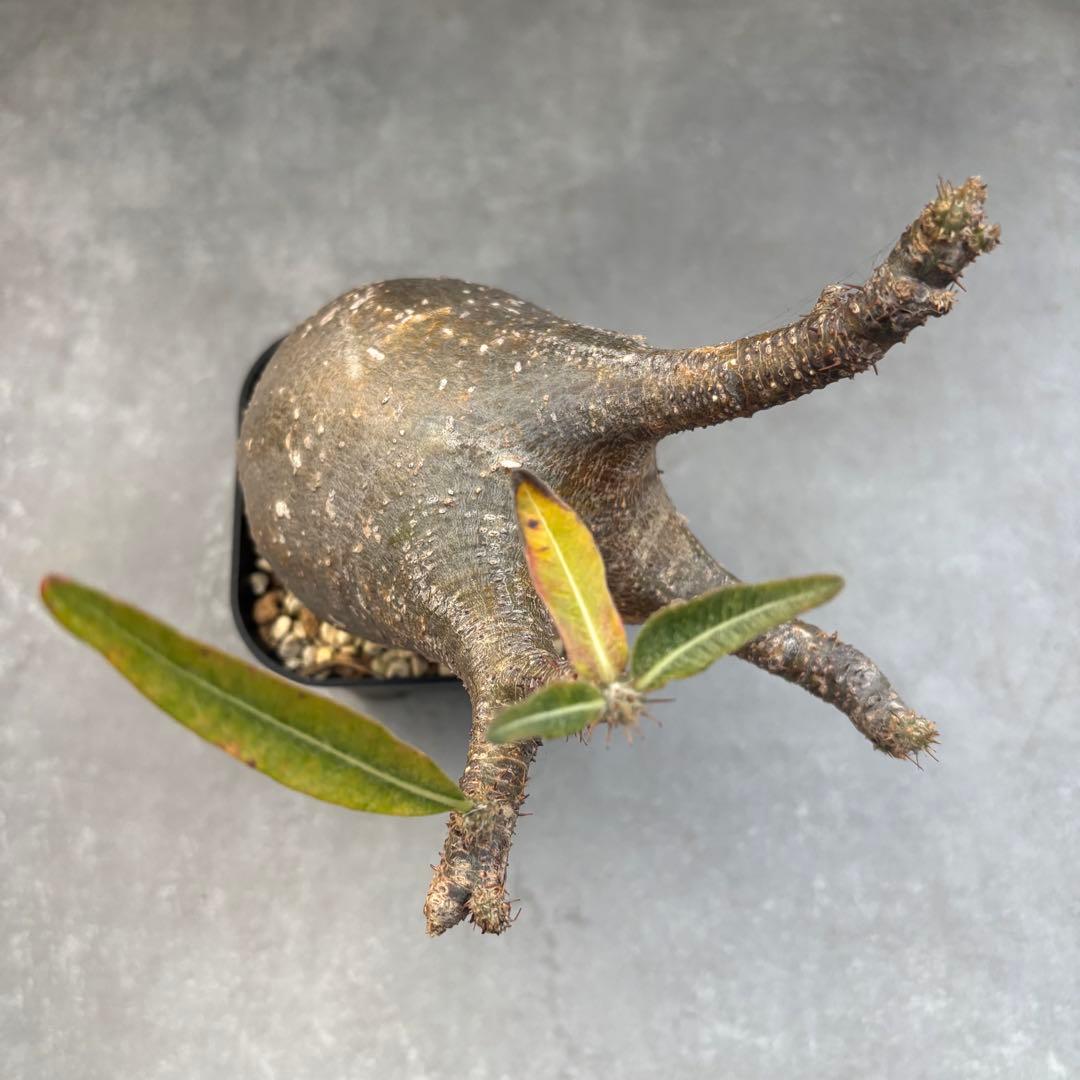 アミバタ発根済 パキポディウム グラキリス 現地球 コーデックスNO2