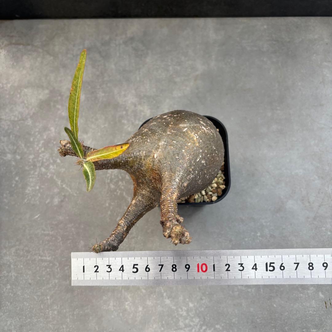 アミバタ発根済 パキポディウム グラキリス 現地球 コーデックスNO2