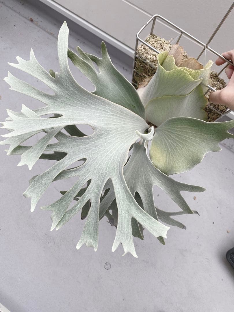 ビカクシダ　ホワイトギズモ　White gizmo