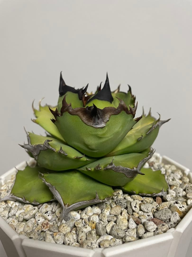 アガベ オテロイ実生