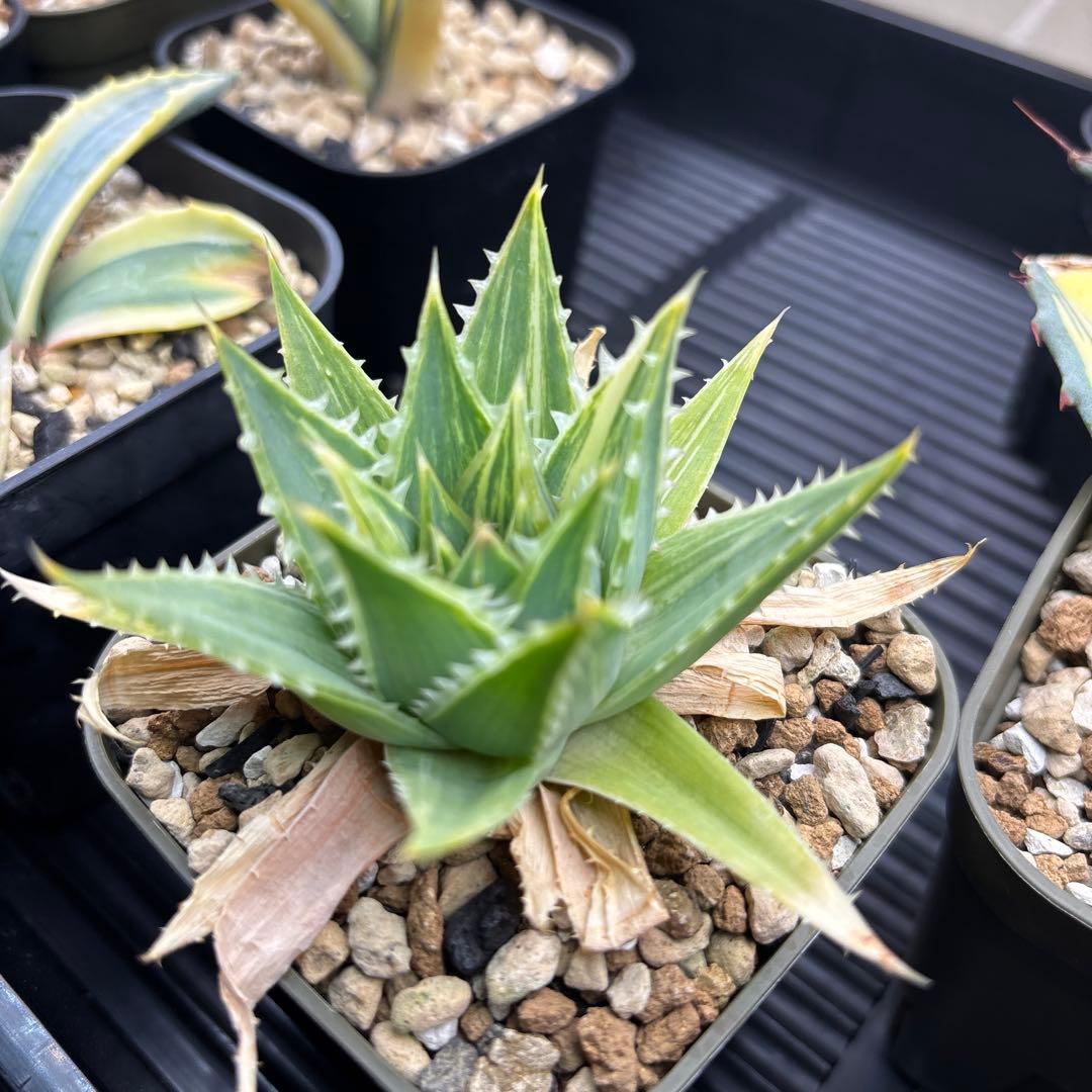 アロエ　ポリフィラ縞斑