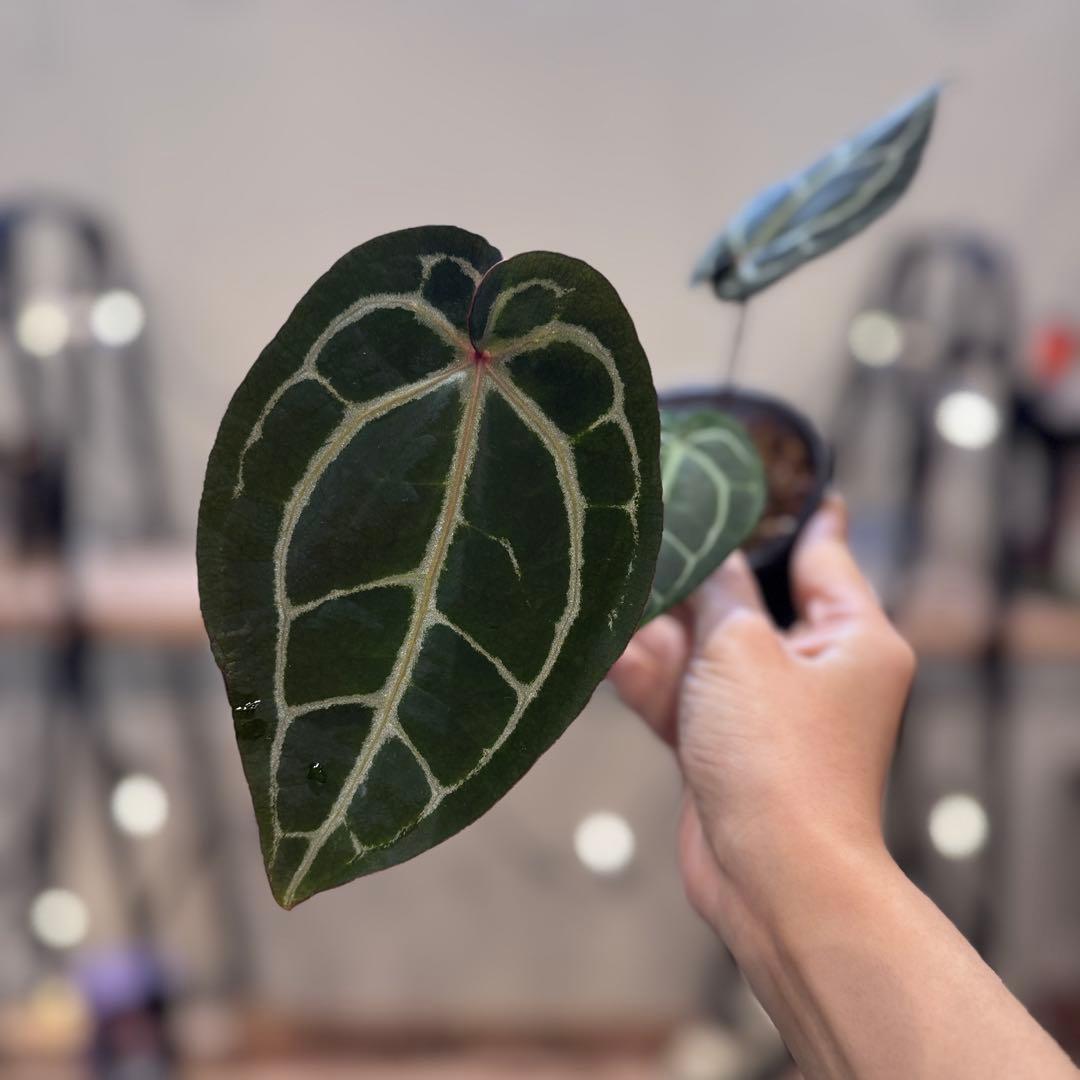 g*o様 28 アンスリウム　‘ミシェル’ F2 レッドクリスタリナム