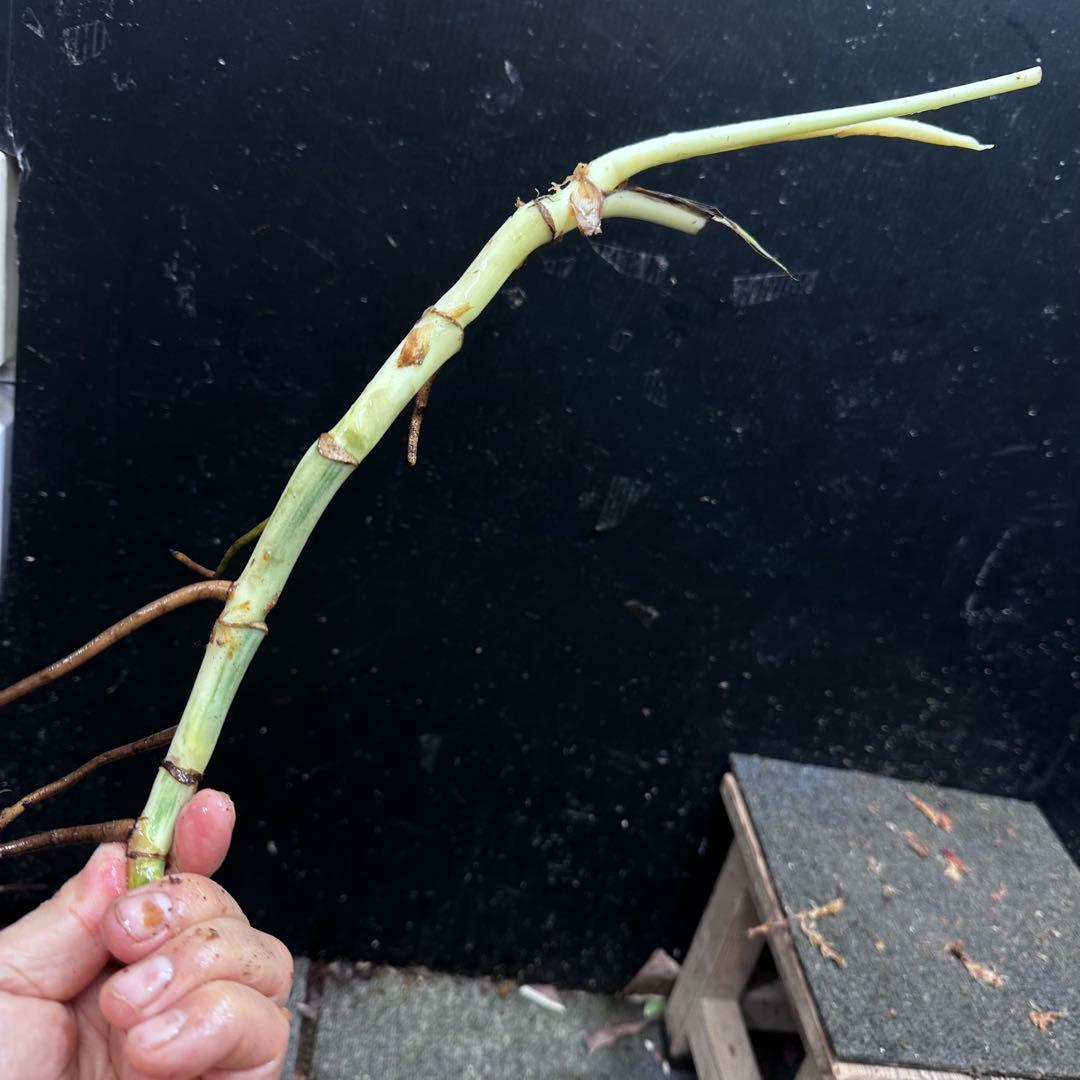 ニ*】様 斑入りモンステラホワイトタイガー大茎7株おまとめ