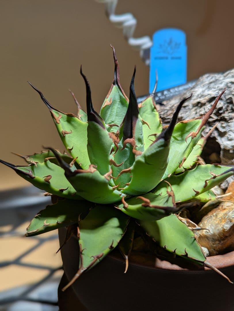 アガベ （ネバデンシス✕BB）HIDDEN AGAVE