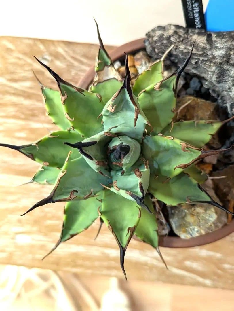 アガベ （ネバデンシス✕BB）HIDDEN AGAVE