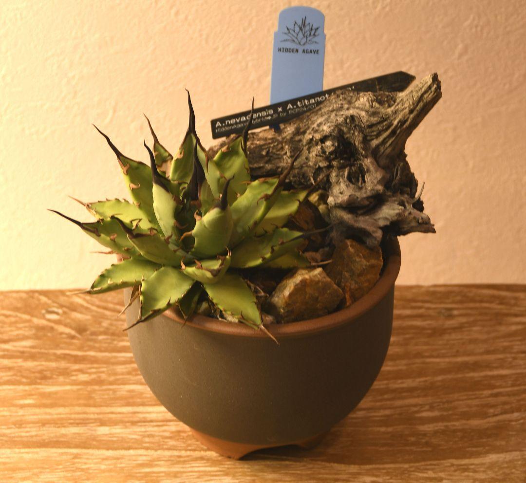 アガベ （ネバデンシス✕BB）HIDDEN AGAVE
