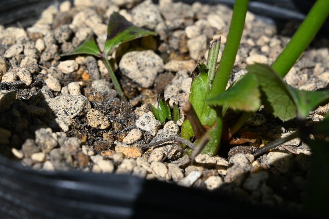 クリスマスローズ　認定Little　Collection　多弁系ビンク　加藤農園