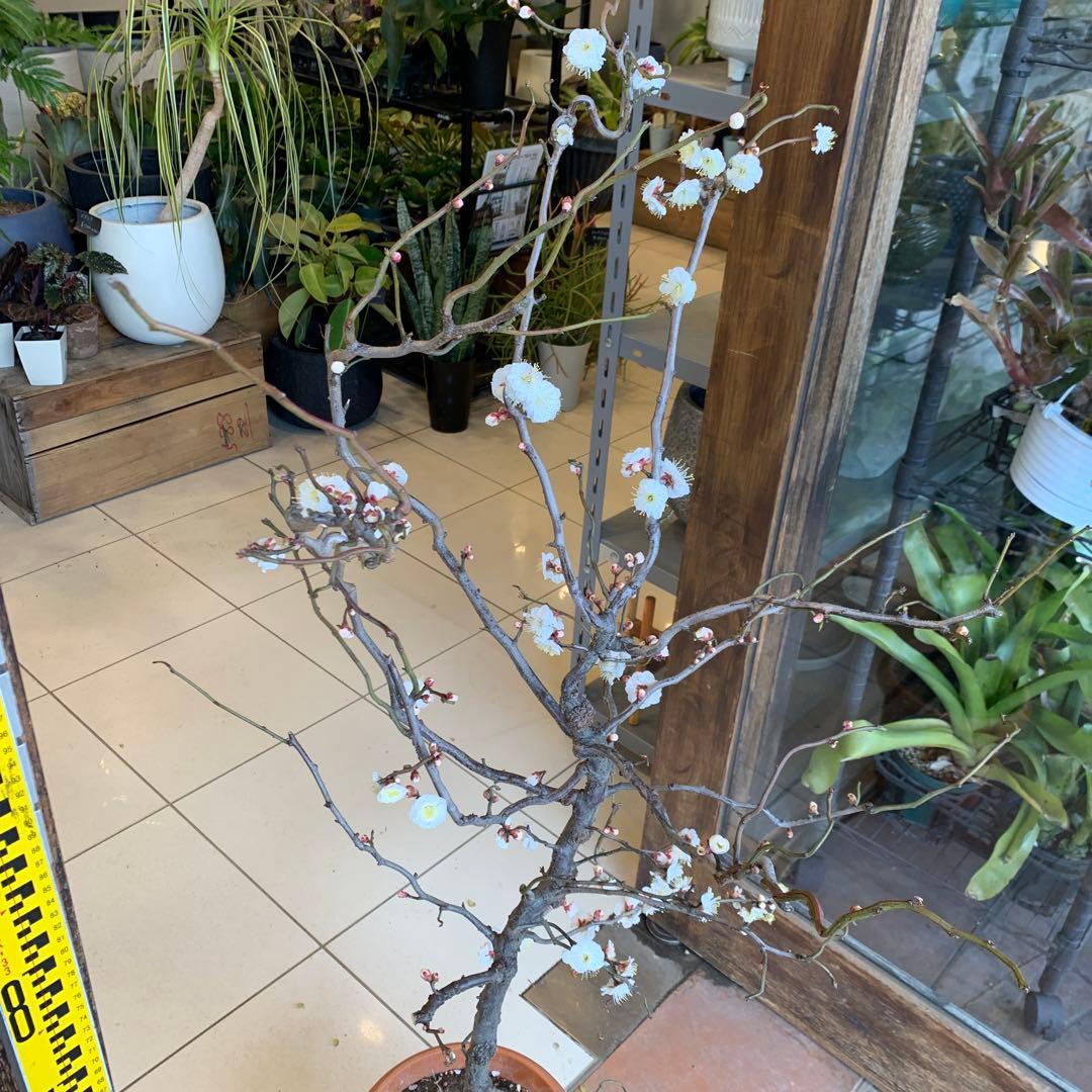 雲竜梅　ウンリュウバイ 8号 2