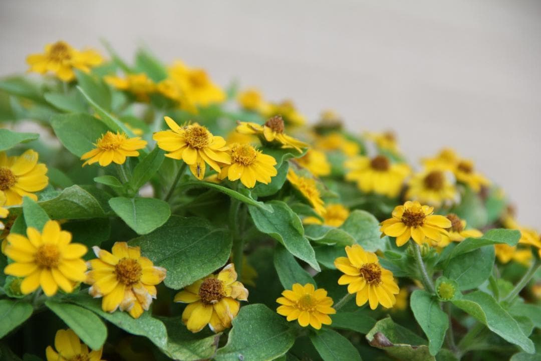 ❣1本で広角から望遠を❣Canon EF-S 18-135mm IS❣手振れ補正