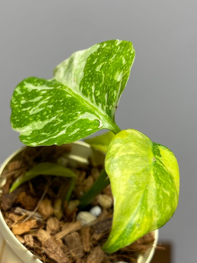 ご*ん様 ④【超希少‼️】モンステラ　エレクトロライト　斑入り　レア　人気　メル