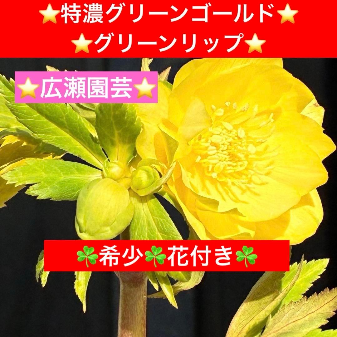 か*l様 3470☘️希少☘️花付☘️特濃グリーンゴールド系⭐️グリーンリップ⭐