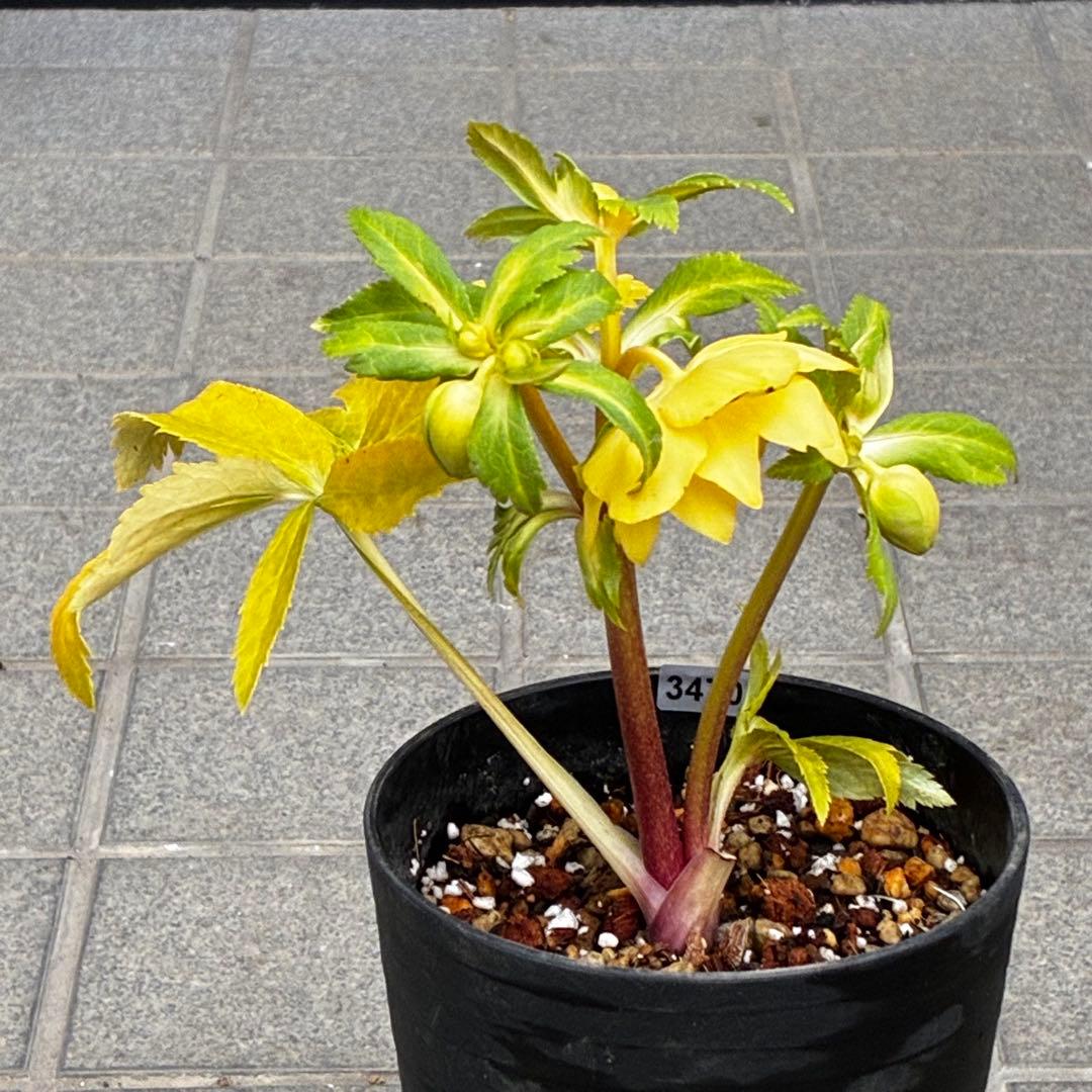 か*l様 3470☘️希少☘️花付☘️特濃グリーンゴールド系⭐️グリーンリップ⭐