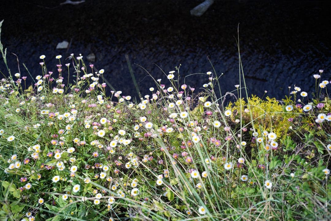 Light lens lab 35mm f2 限定品 Safari 周8枚