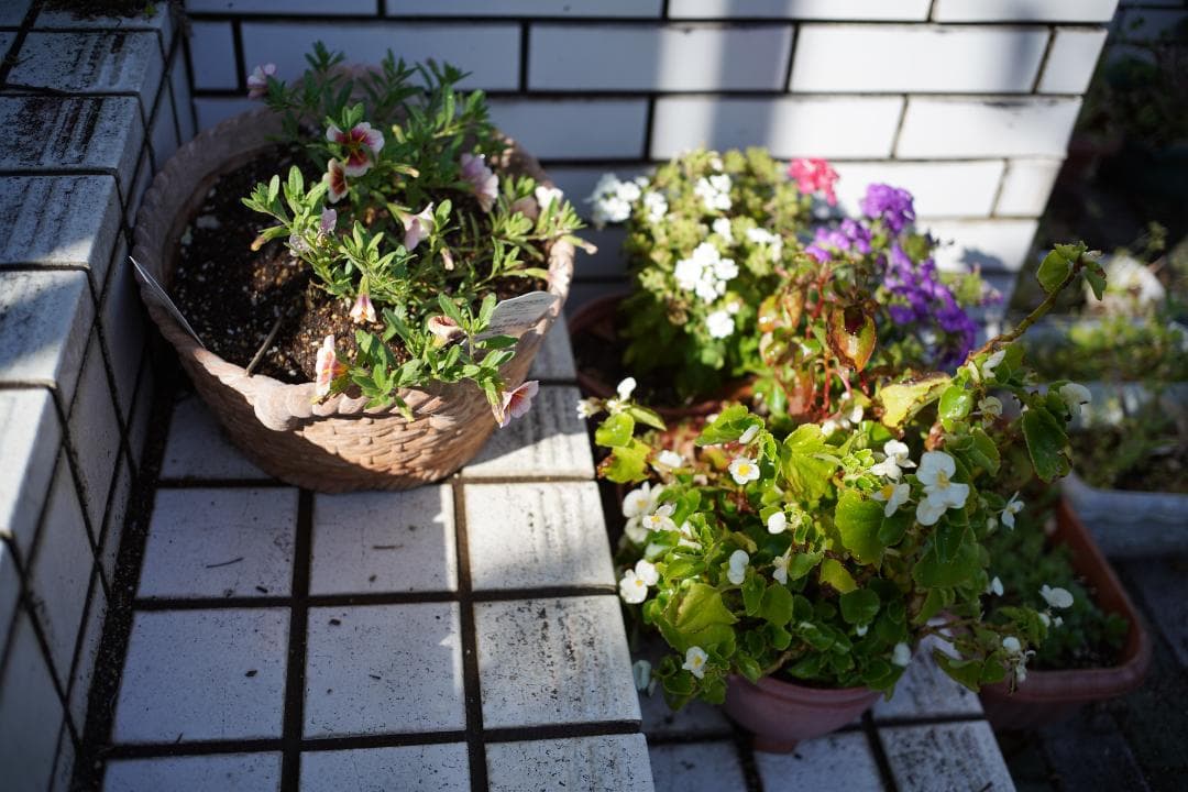 Light lens lab 35mm f2 限定品 Safari 周8枚