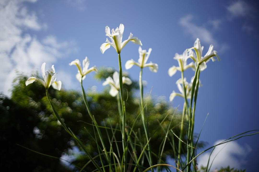 Light lens lab 35mm f2 限定品 Safari 周8枚