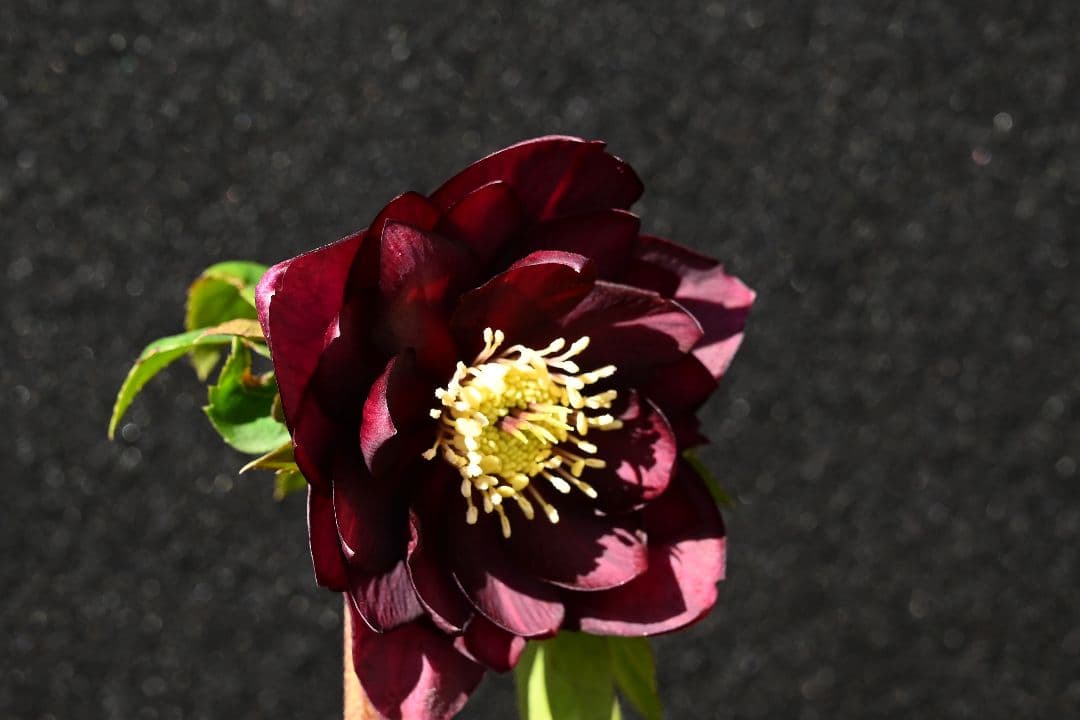 クリスマスローズ　認定グロッシーカラー　加藤農園